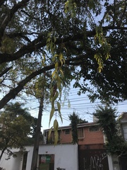 Tripodanthus acutifolius