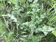 Cirsium arvense