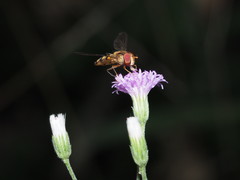 Episyrphus balteatus