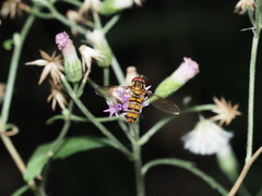 Episyrphus balteatus