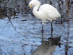 Egretta thula image