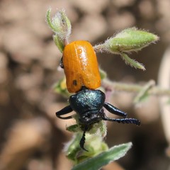 Labidostomis taxicornis