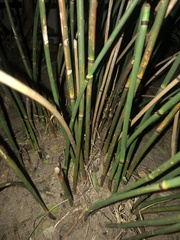 Elegia tectorum