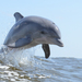 Common Bottlenose Dolphin - Photo (c) Juanma Carrillo, some rights reserved (CC BY-NC-SA)