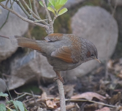 Trochalopteron lineatum