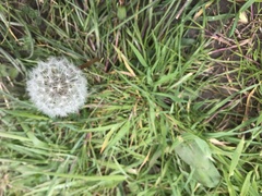 Taraxacum officinale