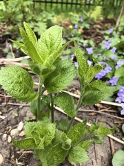 Lithospermum latifolium