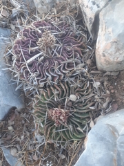 Echinofossulocactus dichroacanthus