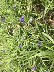 Hyacinthoides non-scripta