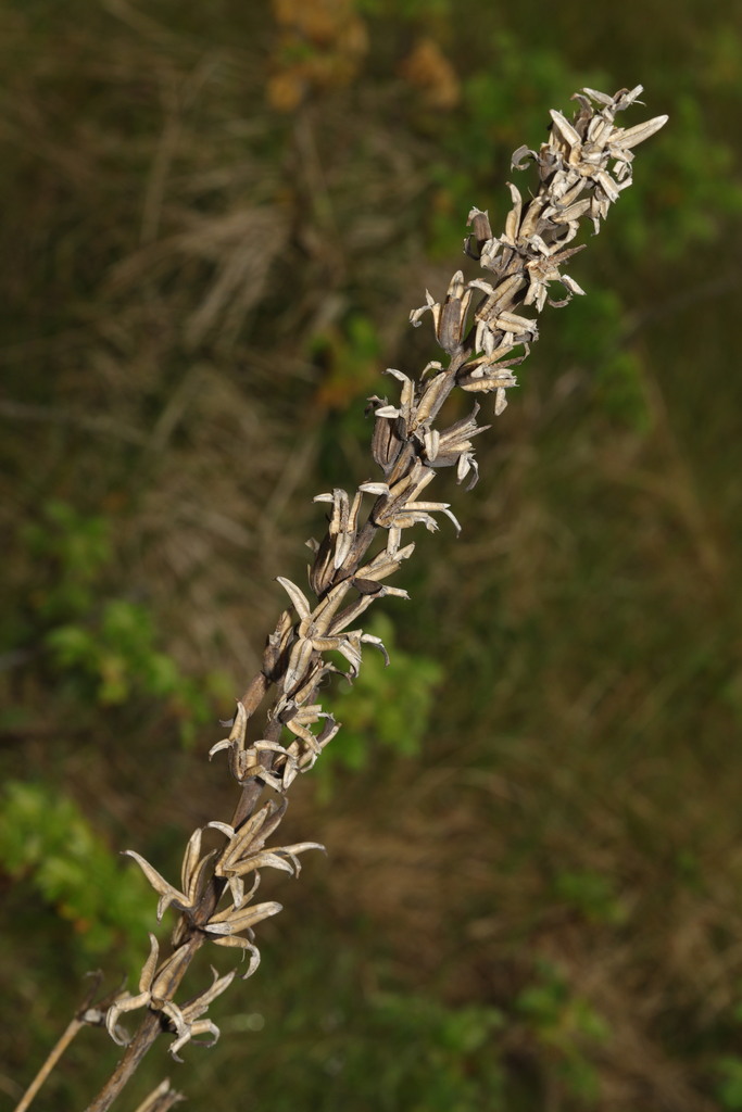 evening primroses, sundrops, and beeblossoms from Crosby Coastal Park