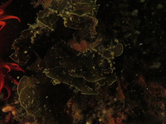 Exallosorus harveyanus