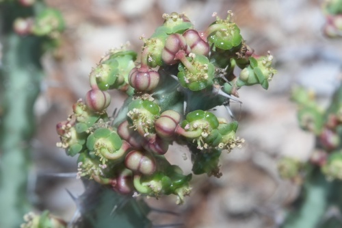 Euphorbia knuthii
