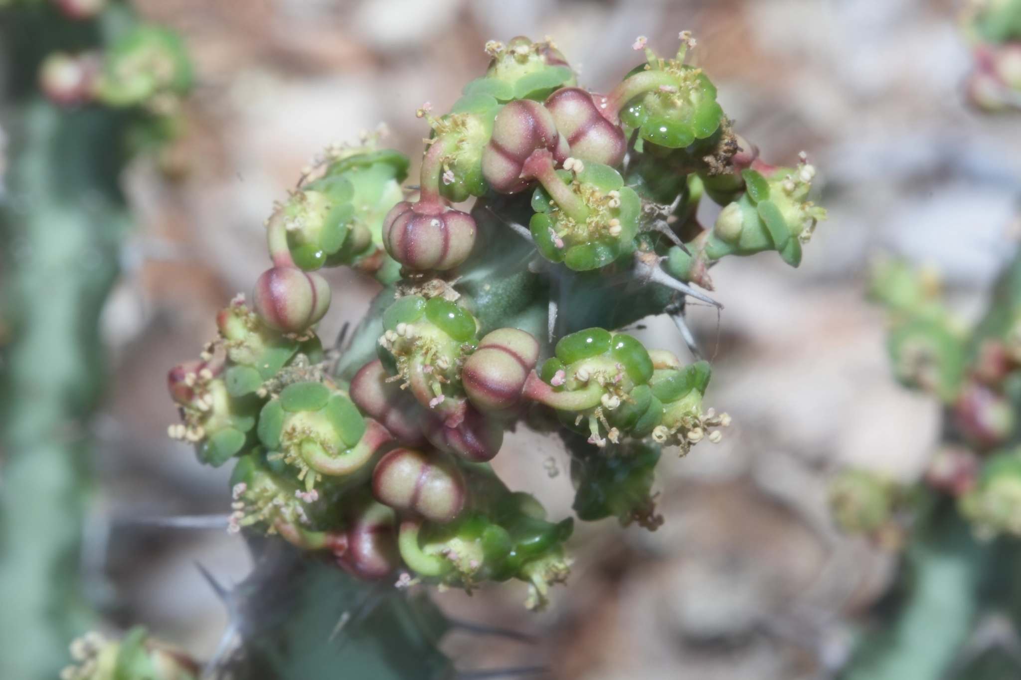Euphorbia knuthii