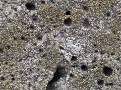 Myriolecis semipallida