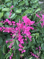 Antigonon