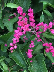 Antigonon