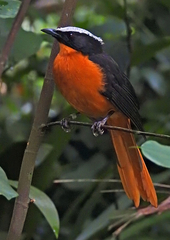 Cossypha albicapillus