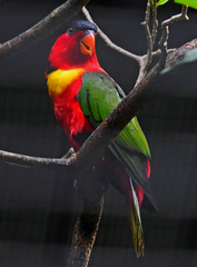 Lorius chlorocercus