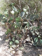 Opuntia alta