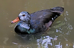 Asarcornis scutulata