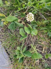 Trifolium hybridum