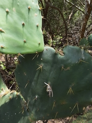 Opuntia alta