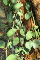 Cissus rotundifolia