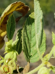 Hermannia grandistipula