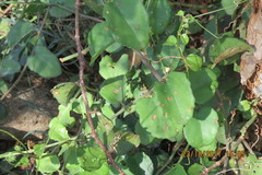 Cissus rotundifolia