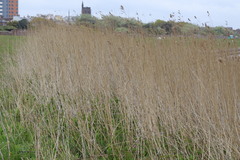 Phragmites australis