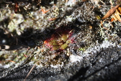 Drosera trinervia