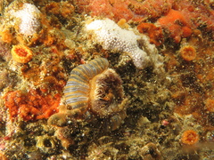 Metridioidea