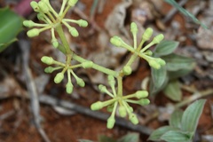 Cissus rotundifolia