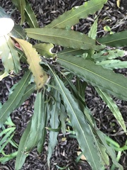 Faurea macnaughtonii