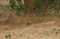 Nyctidromus albicollis