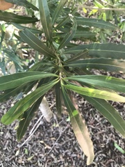 Faurea macnaughtonii