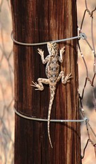 Agama aculeata aculeata