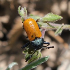 Labidostomis taxicornis