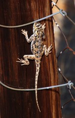 Agama aculeata aculeata