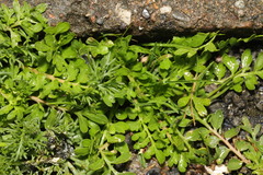 Lepidium didymum