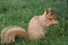 Sciurus niger