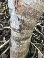 Faurea macnaughtonii