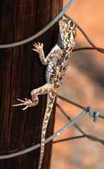 Agama aculeata aculeata