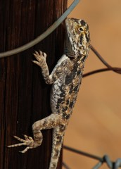 Agama aculeata aculeata