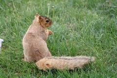 Sciurus niger