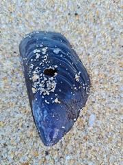 Choromytilus meridionalis