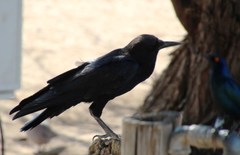 Corvus capensis