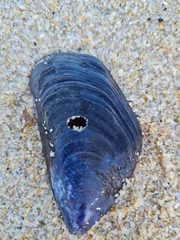 Choromytilus meridionalis