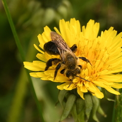 Andrena dunningi