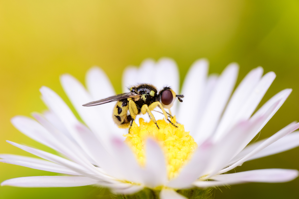 Dalmannia punctata
